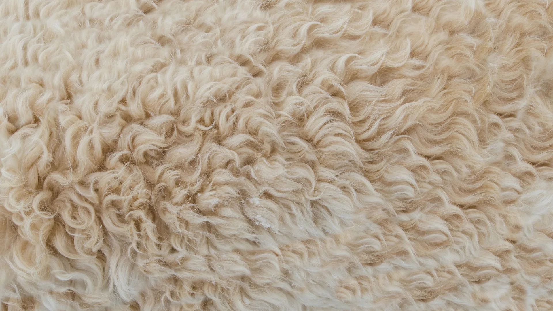 Sıcak bej kıvırcık shearling sheepskin dokusu